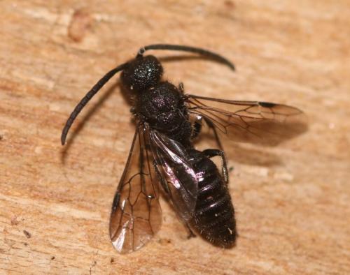 Paramyrmosa brunnipes